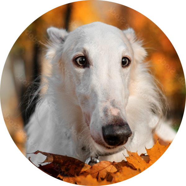 borzoi looking up from leafs in fall