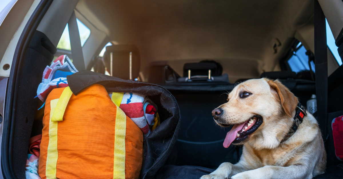 Dog in car with travel essentials