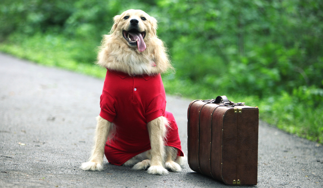 Dog sitting next to traveling case