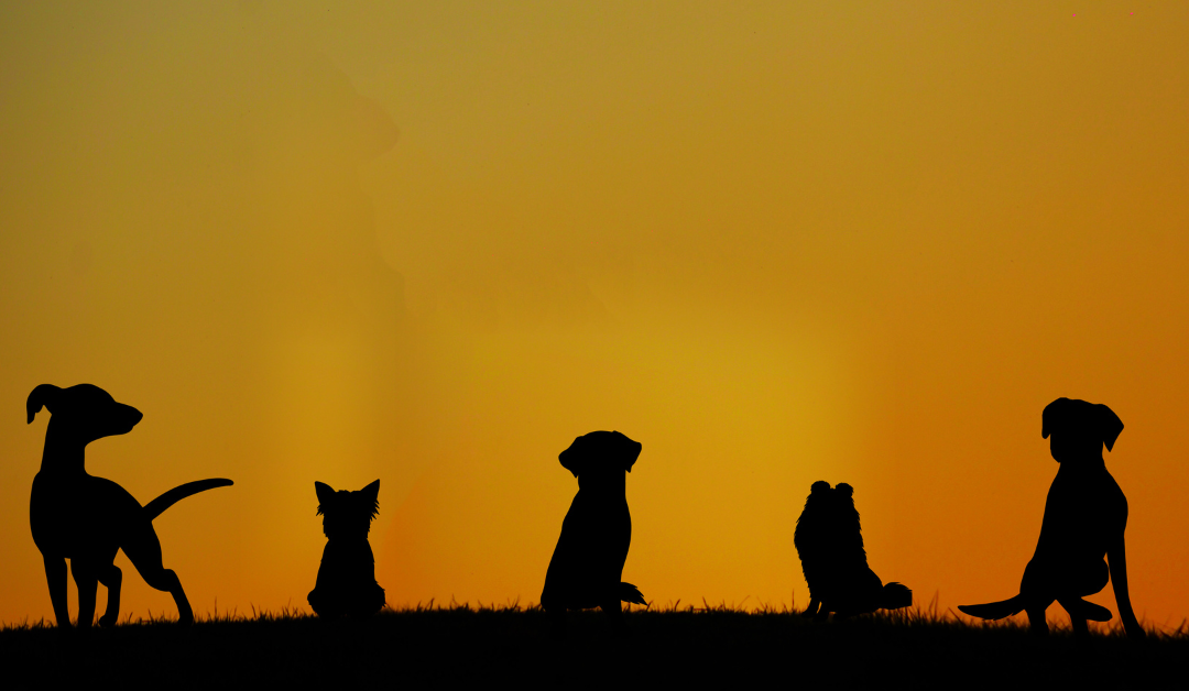 A silhouette of dogs