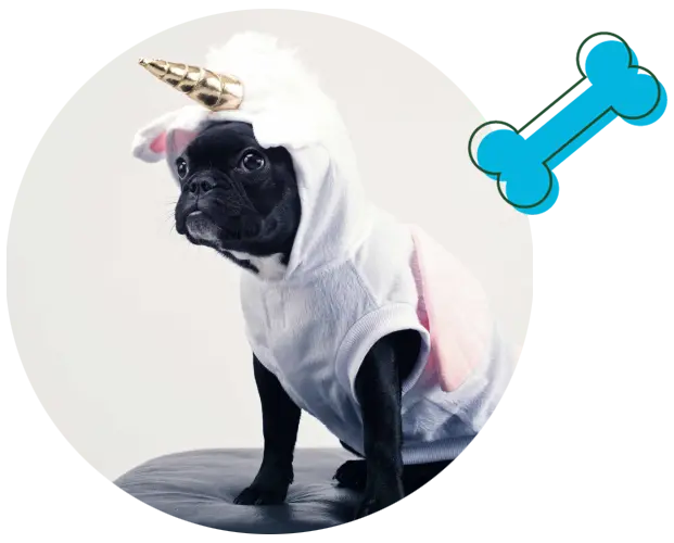 french bulldog dressed as a unicorn