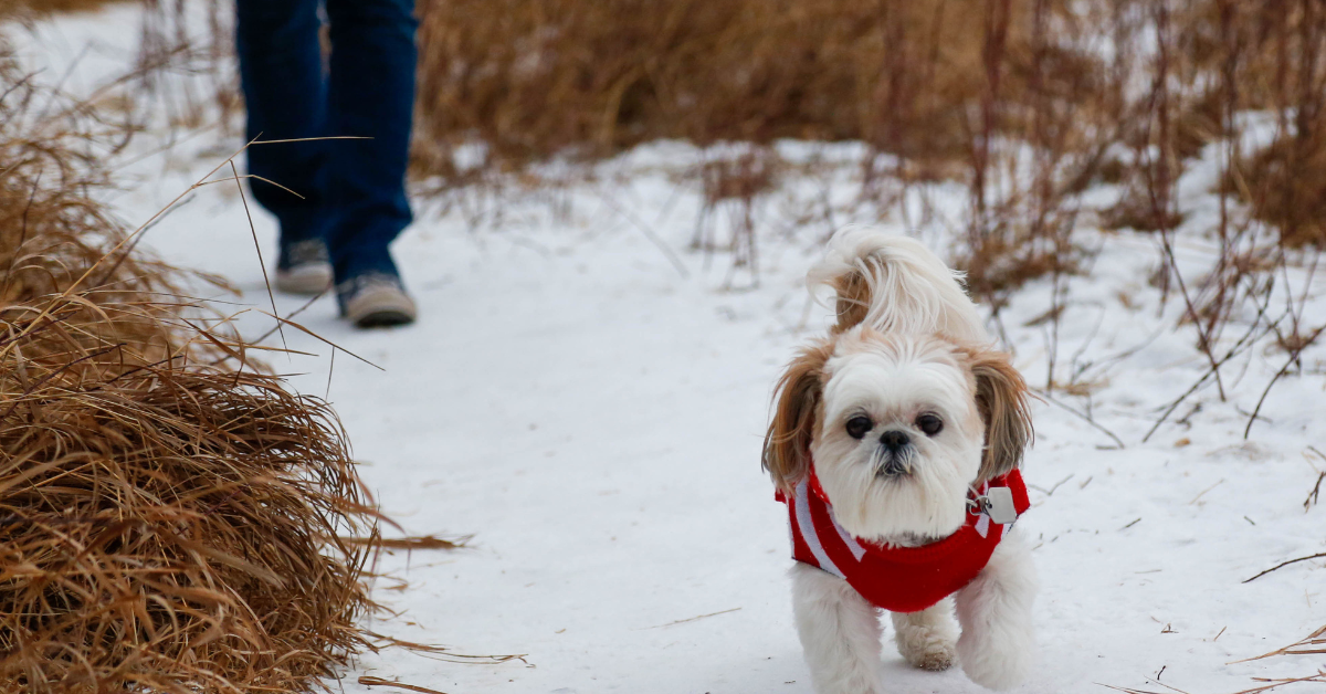 walking dog in winter