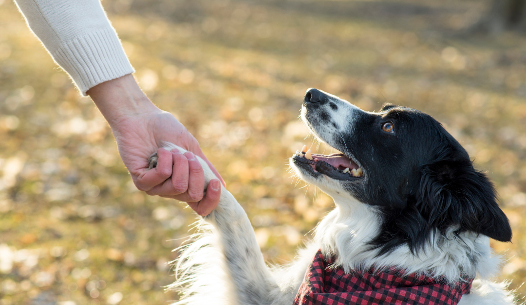Trick Training Tips: How to Teach Your Dog Fun and Simple Tricks