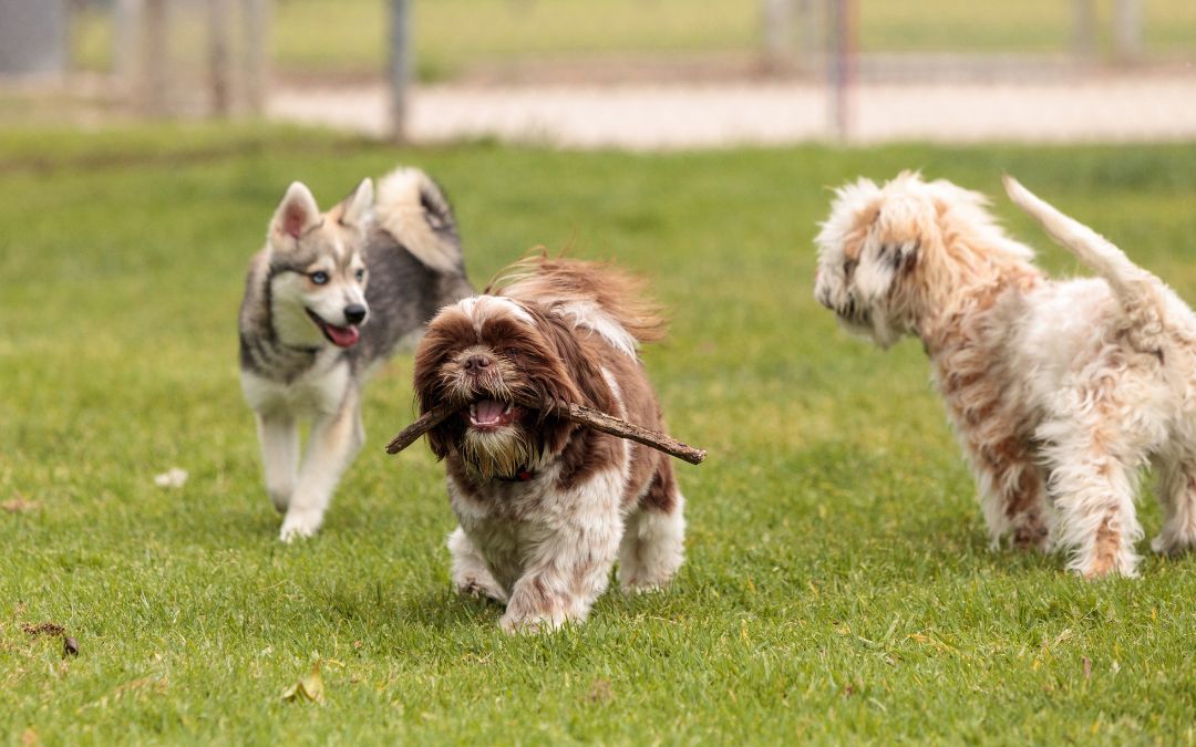 Things To Consider When Opening a Dog Park