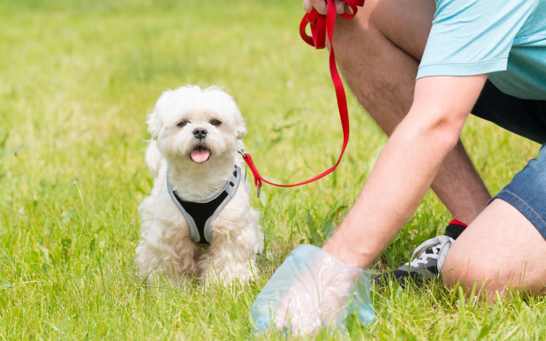 The Benefits of Regular Dog Poop Removal Services