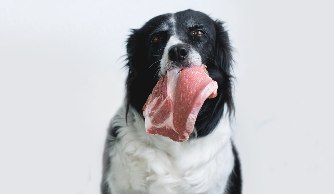 The Great Debate: Raw Dog Food – Popular Pros and Cons