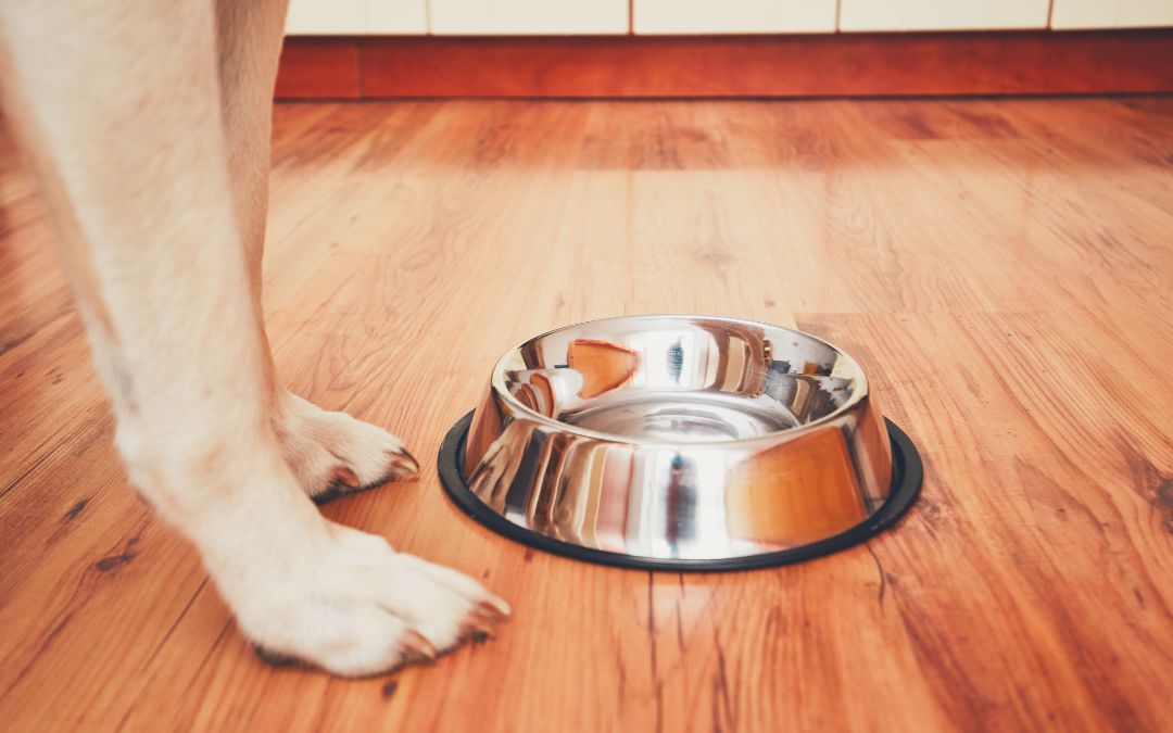 Time-Saving Life Hacks for Busy Dog Parents