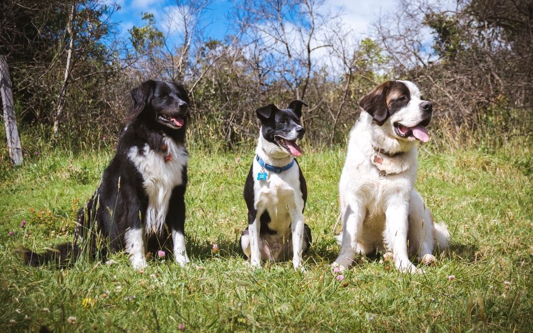 6 Ways To Make Fostering Multiple Dogs Easier