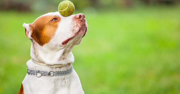 The Language of Dog Play: Decoding the Intricacies of Canine Play Behavior