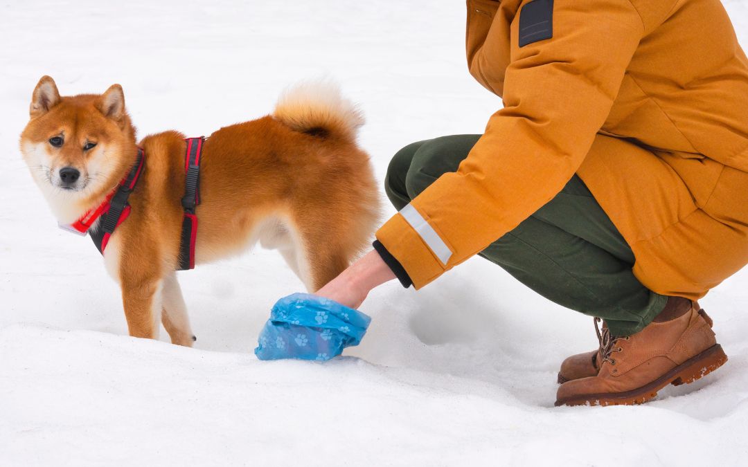 4 Challenges of Cold Weather Poop Scooping