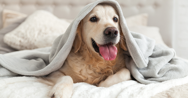 Canine Wellness: 5 Holistic Dog Care Practices for a Happier Healthier Pet