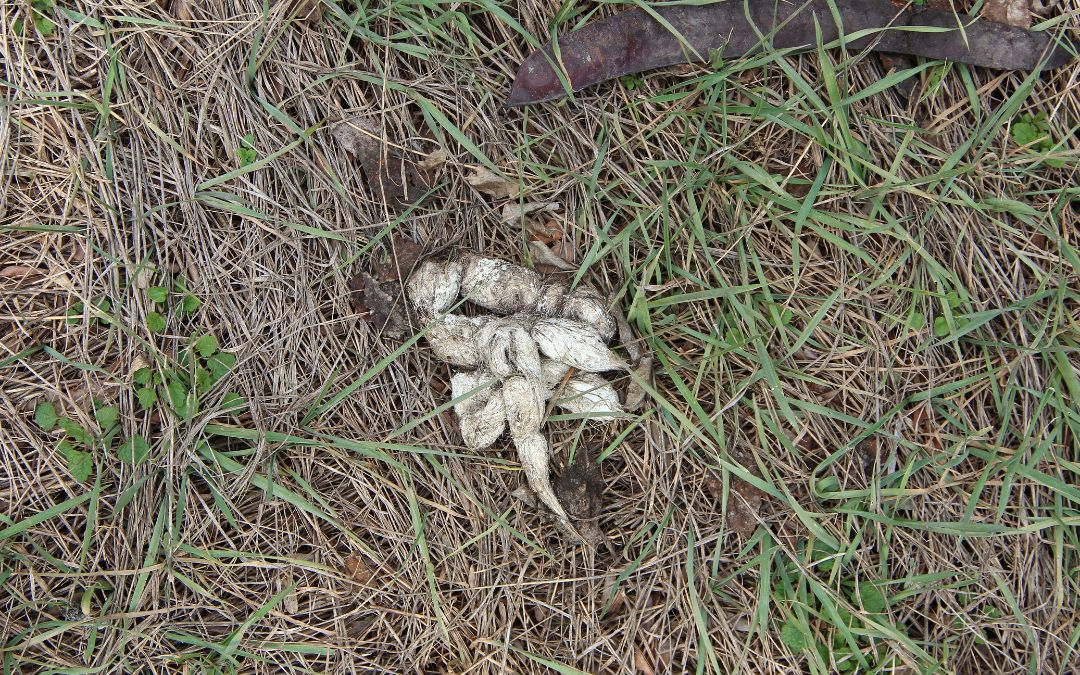 What Happened to the White Dog Poop From the ’70s?