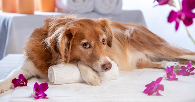 Pampering Your Pooch: The Best DIY Spa Treatments for Pets