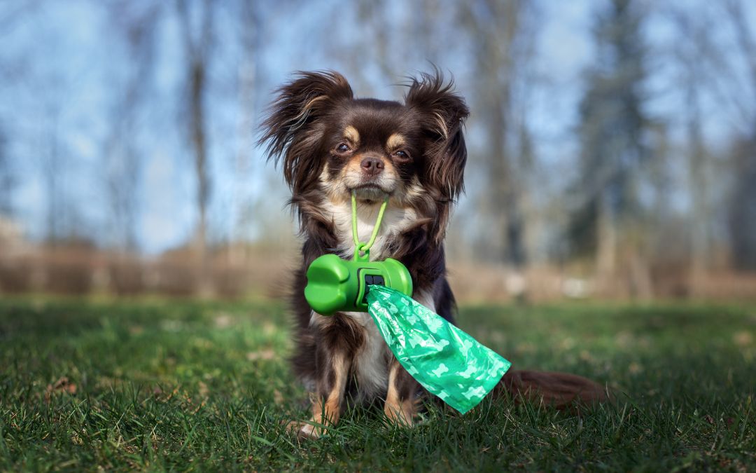 4 Benefits of Pet Waste Removal for Residential Spaces