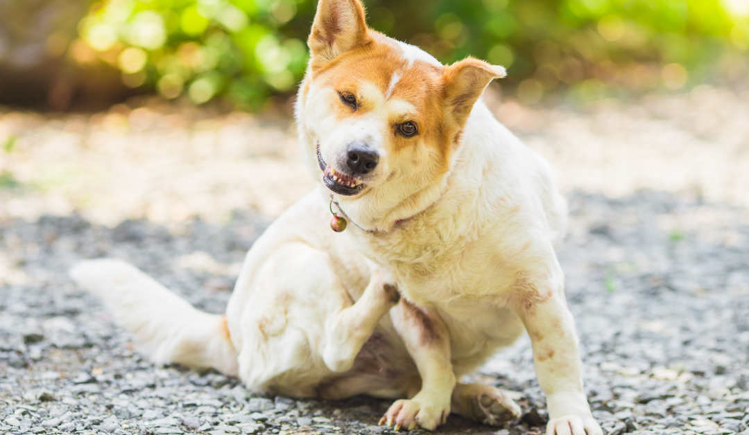 Shedding Light on Scratching: What Your Dog is Trying to Tell You