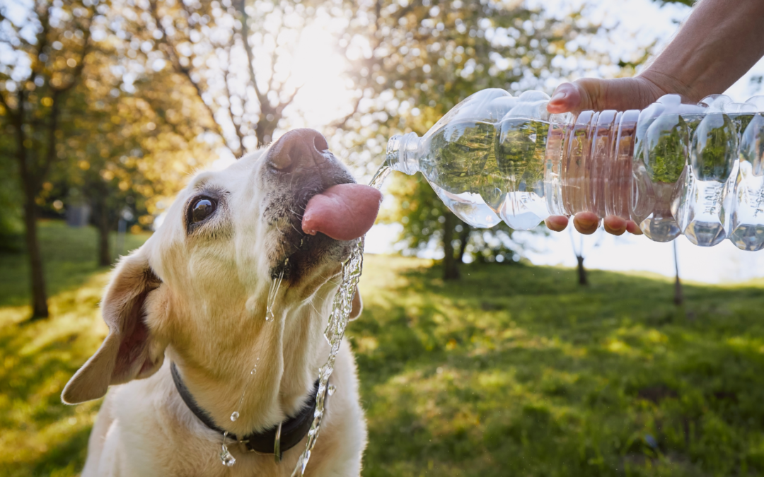 Hydration for Dogs: How Much Water Does Your Dog Really Need?